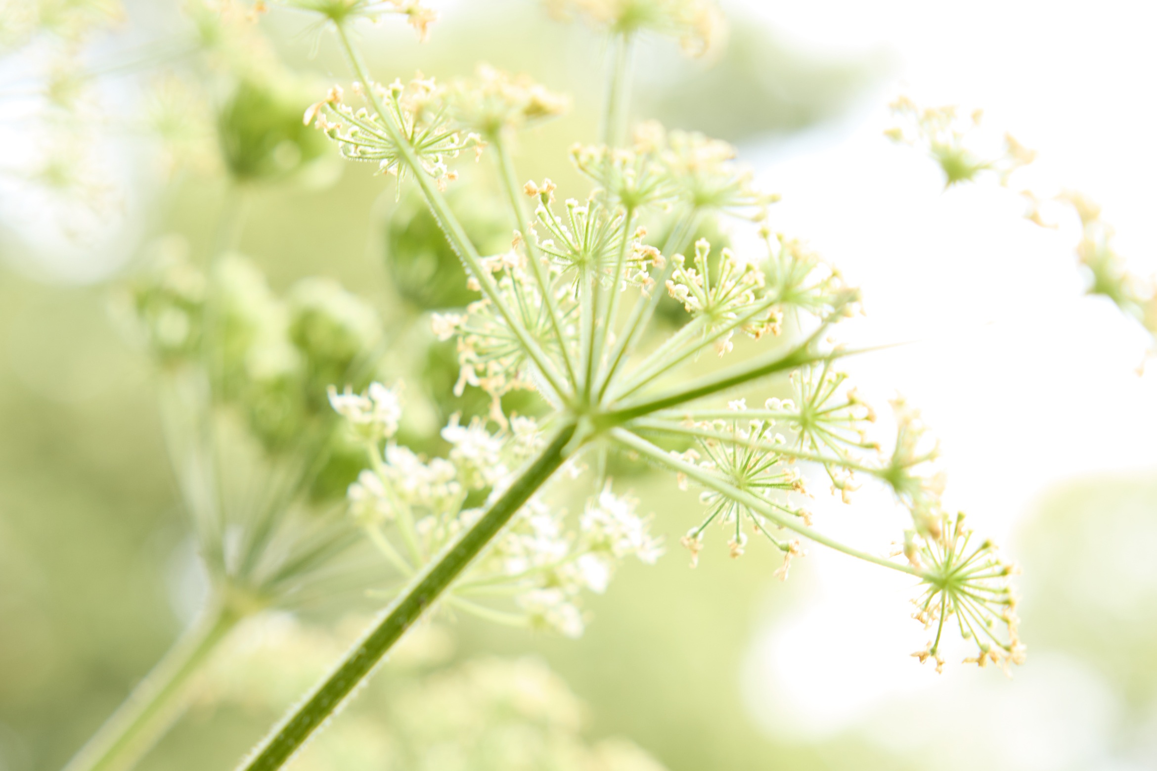hands holding in a field of long grass